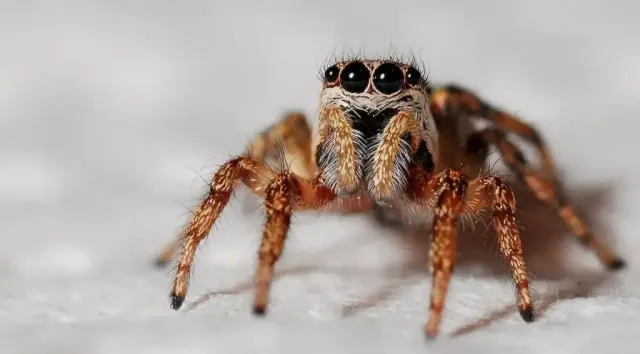 Spider covered in frost on winter vegetation