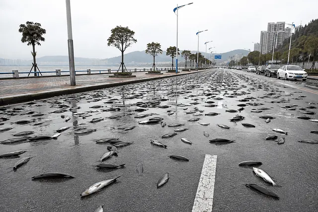 Small fish scattered on the ground after a storm, illustrating the fish rain phenomenon